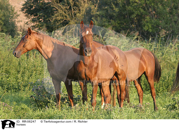 Pferde auf der Koppel / horses / RR-06247