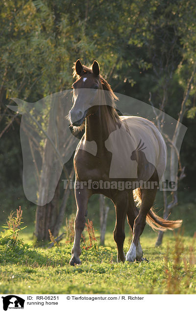running horse / RR-06251