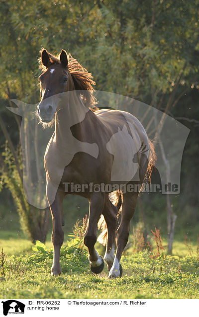 running horse / RR-06252