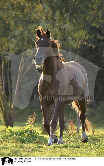 running horse / RR-06253