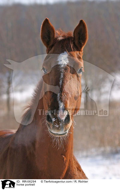 horse portrait / RR-06294