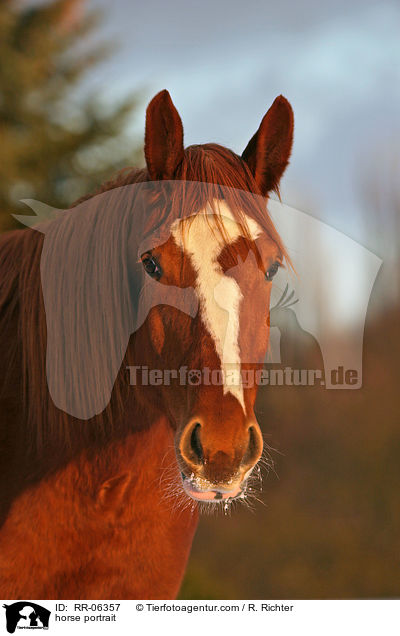 horse portrait / RR-06357
