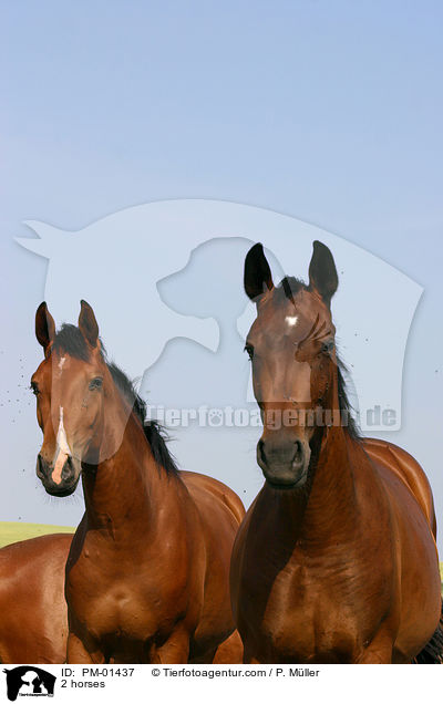 2 horses / PM-01437