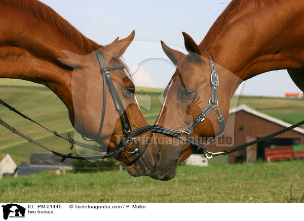 Pferde begren sich / two horses / PM-01445