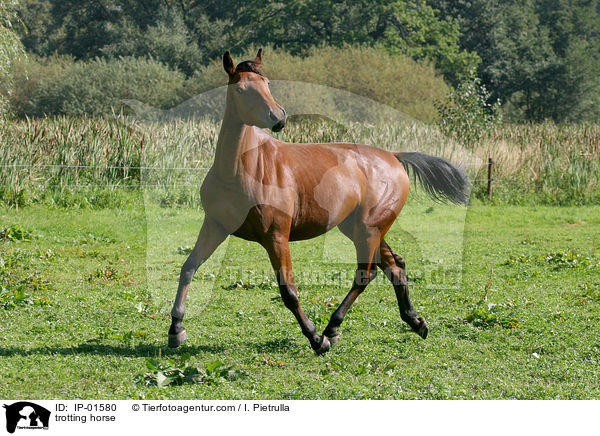 trotting horse / IP-01580
