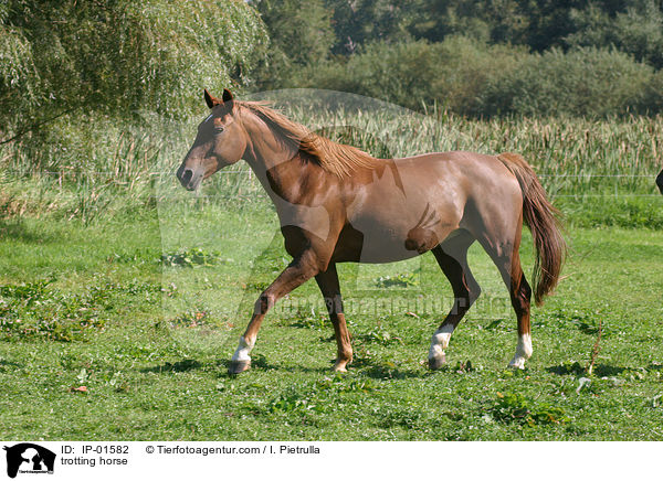 trotting horse / IP-01582