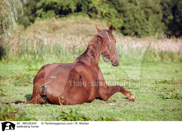 wallowing horse / RR-08304