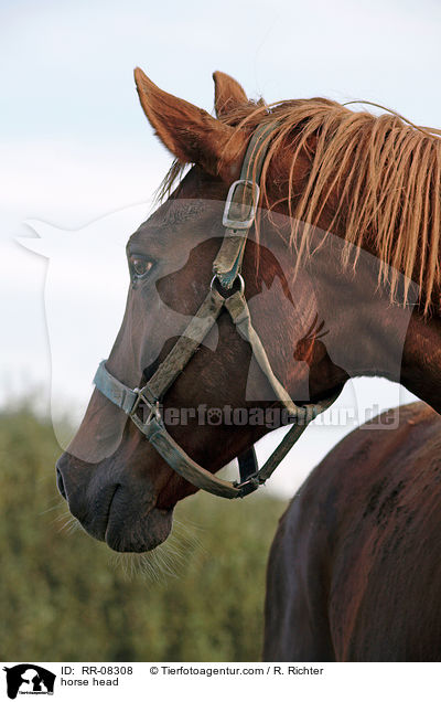 horse head / RR-08308