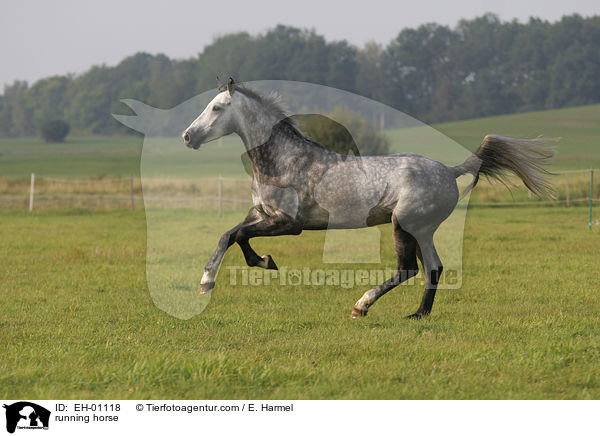 running horse / EH-01118