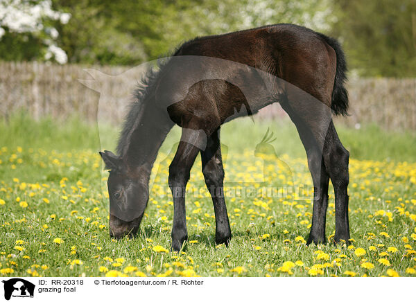 grasendes Fohlen / grazing foal / RR-20318