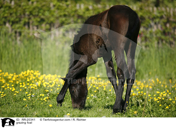 grasendes Fohlen / grazing foal / RR-20341