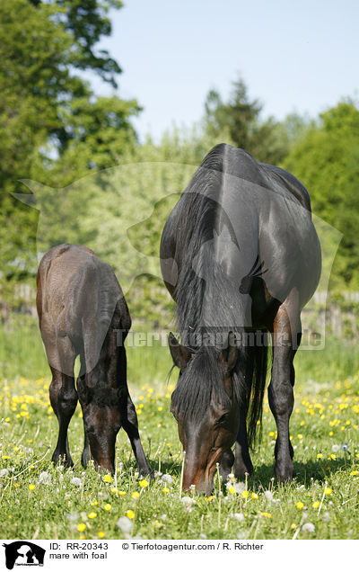 Stute mit Fohlen / mare with foal / RR-20343