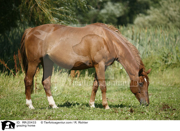 grazing horse / RR-20433