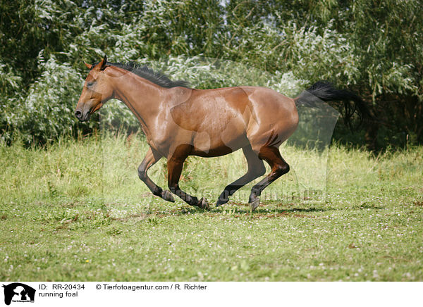 running foal / RR-20434