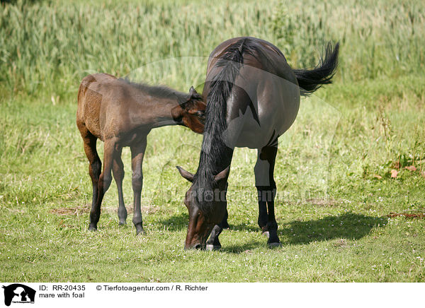 mare with foal / RR-20435