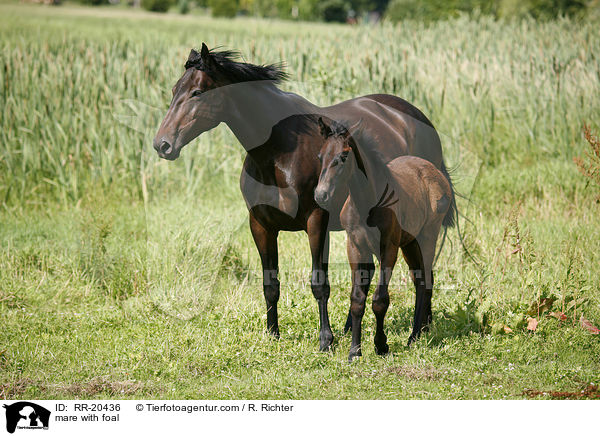 mare with foal / RR-20436