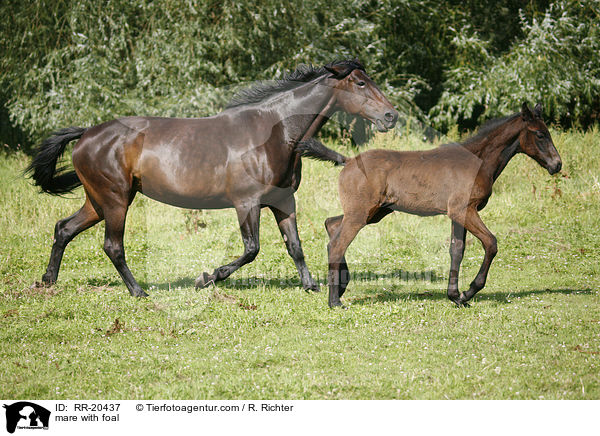 mare with foal / RR-20437