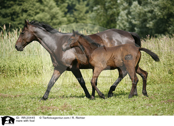 mare with foal / RR-20445