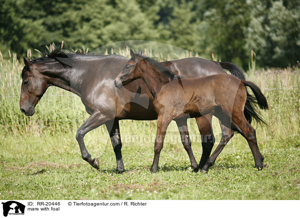 mare with foal / RR-20446