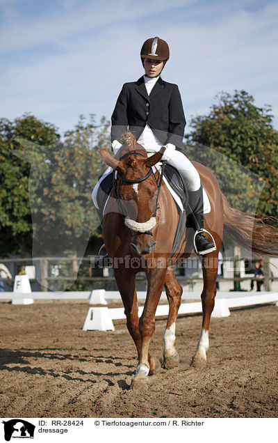 dressage / RR-28424