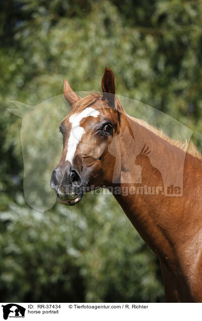 horse portrait / RR-37434