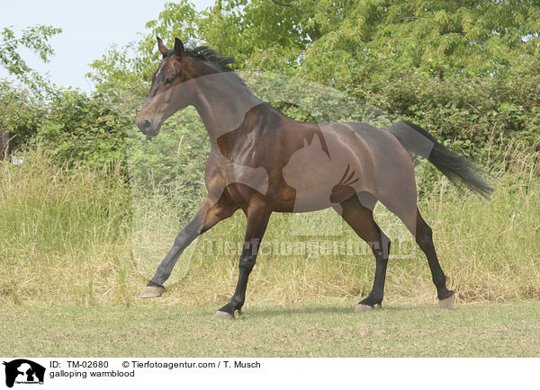 galloping warmblood / TM-02680