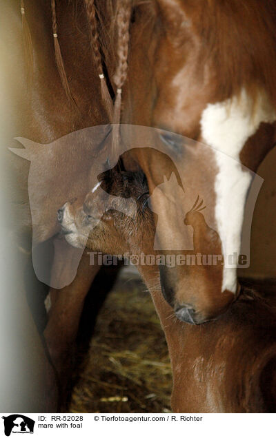 Stute mit Fohlen / mare with foal / RR-52028