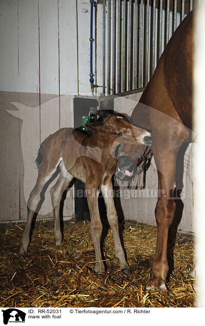 Stute mit Fohlen / mare with foal / RR-52031
