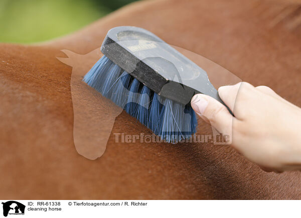 cleaning horse / RR-61338