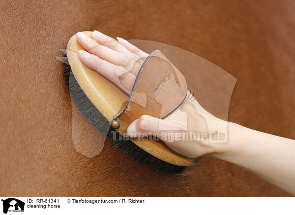 cleaning horse / RR-61341