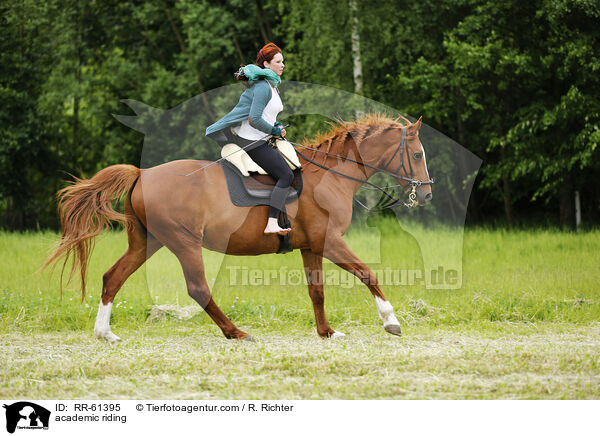Akademische Reitkunst / academic riding / RR-61395