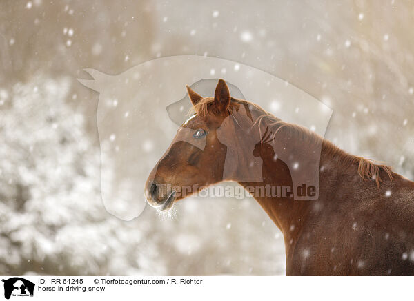 Pferd im Schneegestber / horse in driving snow / RR-64245