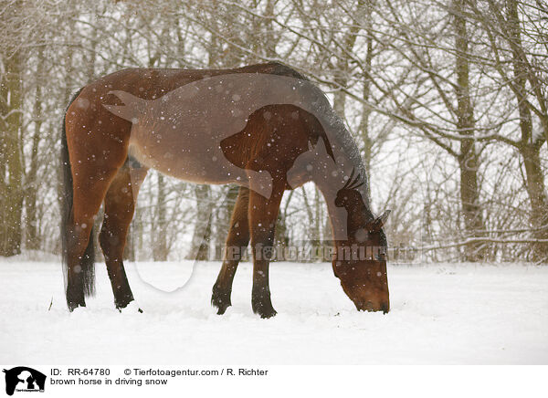Brauner im Schneegestber / brown horse in driving snow / RR-64780