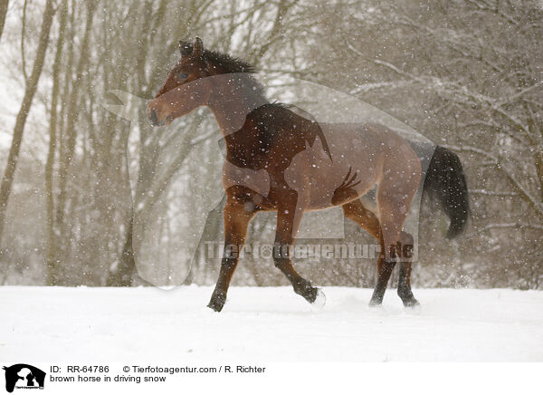 Brauner im Schneegestber / brown horse in driving snow / RR-64786