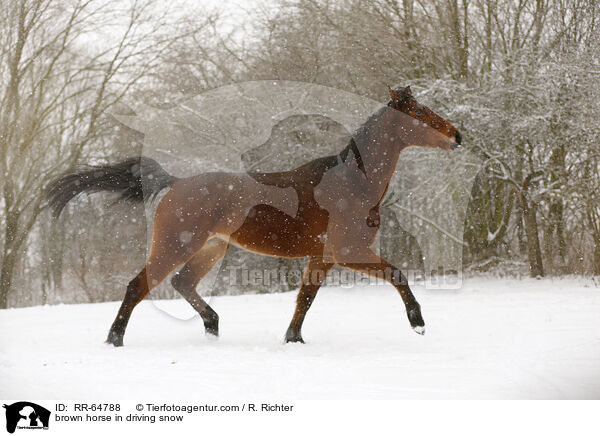 Brauner im Schneegestber / brown horse in driving snow / RR-64788