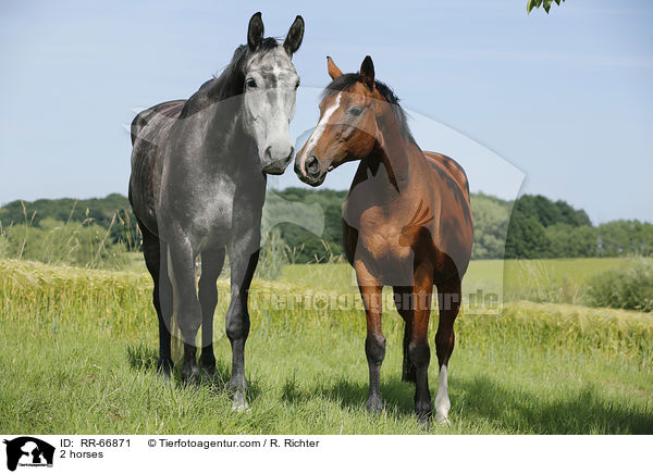 2 Pferde / 2 horses / RR-66871