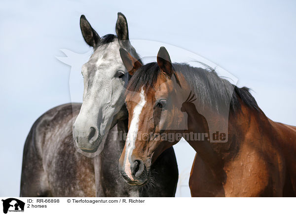 2 Pferde / 2 horses / RR-66898