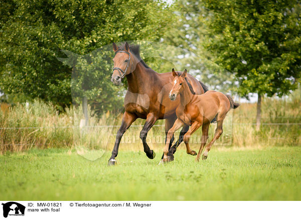 Stute mit Fohlen / mare with foal / MW-01821