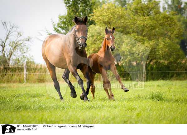 Stute mit Fohlen / mare with foal / MW-01825