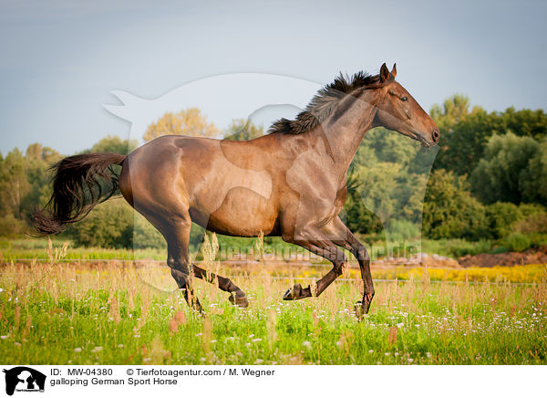 galloping German Sport Horse / MW-04380