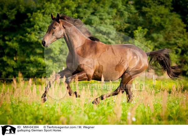galloping German Sport Horse / MW-04384