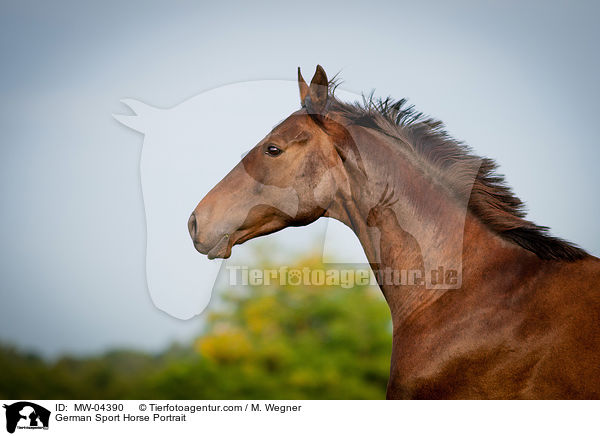 German Sport Horse Portrait / MW-04390