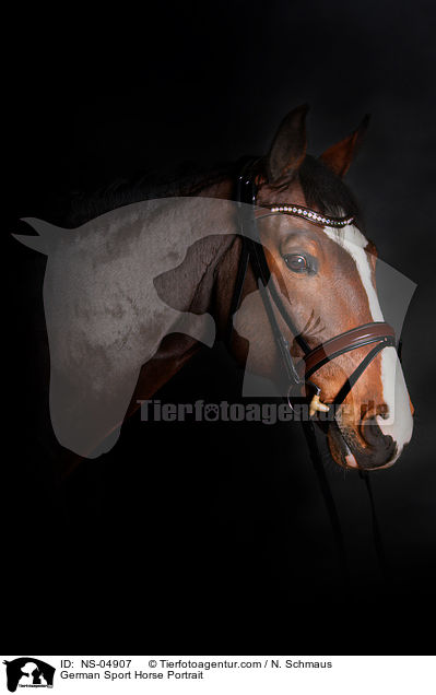 German Sport Horse Portrait / NS-04907