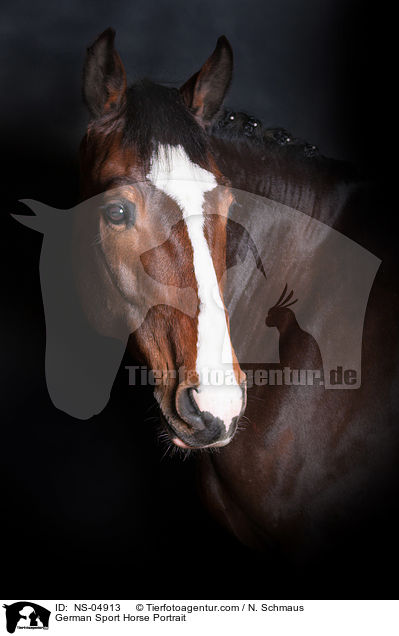 German Sport Horse Portrait / NS-04913