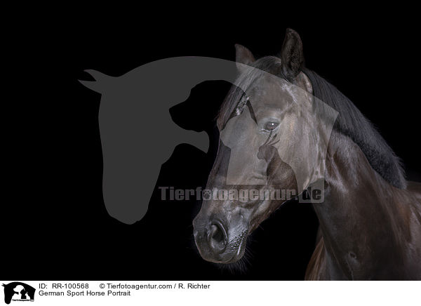 German Sport Horse Portrait / RR-100568