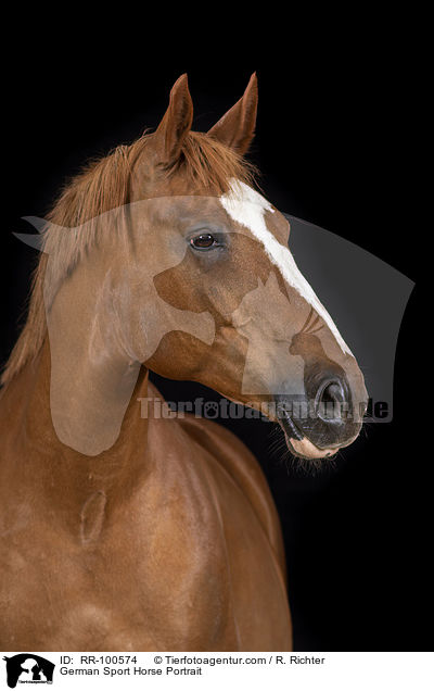 German Sport Horse Portrait / RR-100574