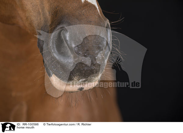 horse mouth / RR-100586