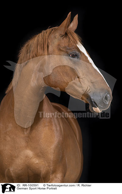 German Sport Horse Portrait / RR-100591