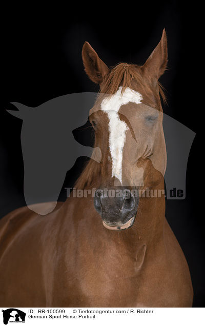 German Sport Horse Portrait / RR-100599