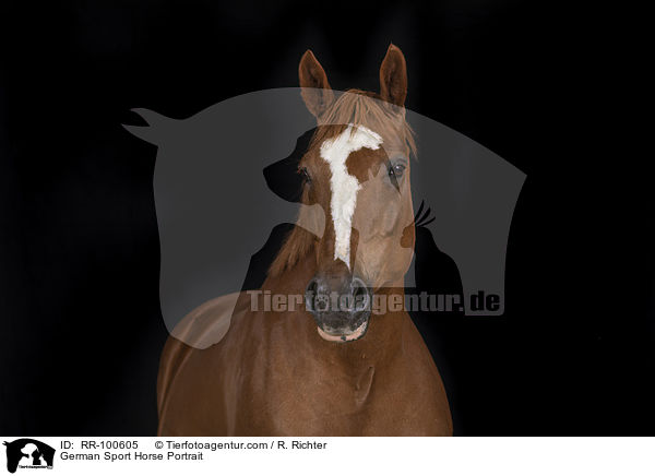 German Sport Horse Portrait / RR-100605